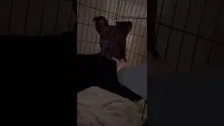 Nala Scared Of Fireworks