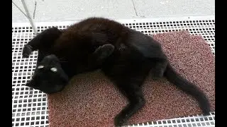 Birbirinden Tatlı Kediler - Kedi Resimleri Slayt Gösterisi - Komik ve Tuhaf Kediler