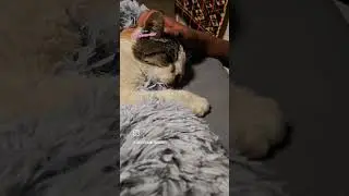 Sana Update! #cat #rescuekitty #catmother #kittenrescue #kitten #catrescueteam #catlover