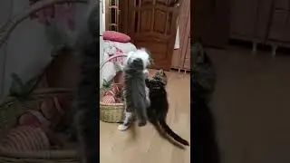 Будни мейн-кунов.