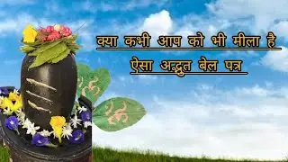 क्या आप को भी मीला ऐसा अद्भुत बेल पत्र , श्रावन मास में बेल पत्र का महत्व,4 पत्तों वाला बेल पत्र