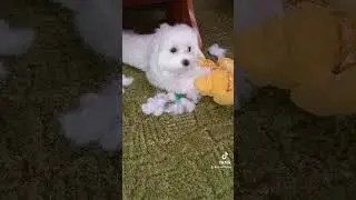 ДЖЕК потрошитель #puppy  #pets #