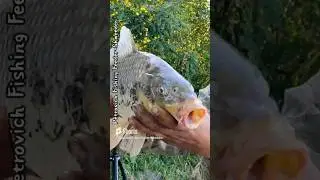 Сазанчик Днестровский #fishing  #fish #carp #love #рыбалка