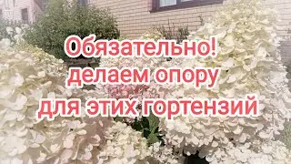 🤷Сорта гортензий не выдержали ливневые дожди⛈️ в Алтайском крае#гортензия #flowers#модныйсад