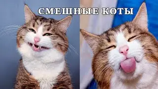 СМЕШНЫЕ ЖИВОТНЫЕ - ЛУЧШИЕ ПРИКОЛЫ С КОТАМИ || СМЕШНЫЕ КОТЫ 2021 || FUNNY CATS || #Shorts