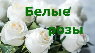 Белые розы, Юрий Шатунов, cover