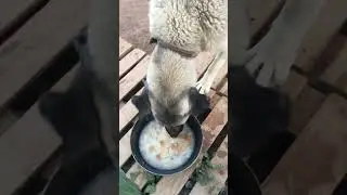 #orcik hanım akşam yemeği #dinner #kangal #dog