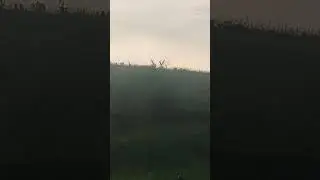 Бобр на реке.22.06.23