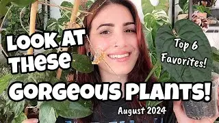 GORGEOUS Plants That I LOVE!! 🌿 Top 6 Houseplants of August 2024 🖤 Anthurium, Hoya & more!! ✨️