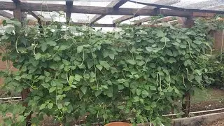 Teaser - Our Thai Soldier Bean