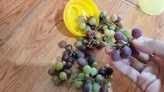 Panen Buah Anggur ada yang sudah ke ungu - unguan | Petik Buah anggur Depan Rumah