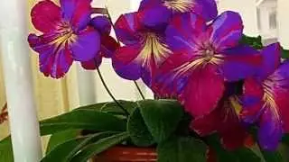 Streptocarpus  Стрептокарпус