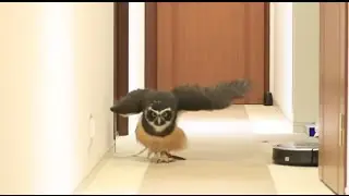 Spectacled owl seemed really happy walking!! / 走るメガネフクロウのポンちゃん