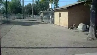 Dog Chasing Boy In Underwear