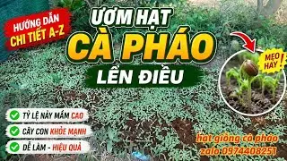 cách ươm hạt giống cà pháo lên điều đạt tỉ lệ cao nhất