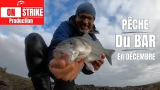 PÊCHE du BAR du BORD fin DÉCEMBRE