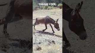 EŞEK ÇOK SİNİRLENDİ! 