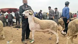 نعجة وخروف نبات فسوق سبع عيون إقليم حاجب 08/09/2024