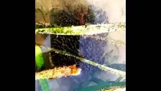 Мальки изображают фугу