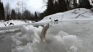 Трудовой хариус весной.