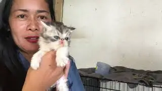 Persian Cat | Kitten @SashaMoralVlog