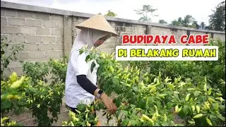 Budidaya cabe rawit di pekarangan rumah #pertanian #cabe #caberawit