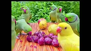 Beautiful mian mithu eating fruits #birds #greenparrot