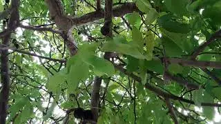Белки кидают в нас орехи :)