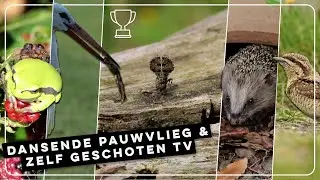 Dansende pauwvlieg, boomkikker en draaihals | Zelf Geschoten | Vroege Vogels