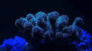 Metallic Green Pocillopora