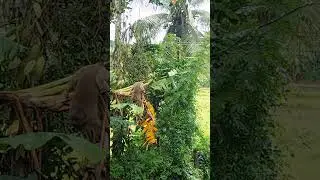 #monkey #nature #naturelovers #viralvideo #youtubeshorts #animallover