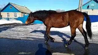 Русский тяжеловоз . Продажа.