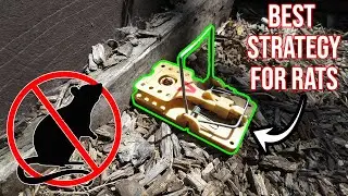 Best Tips for Setting Rat Traps in the Garden