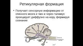 ретикулярная формация по запросам неокортекса работает на ассоциации