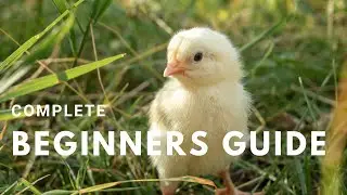 Day Old Chick Care 101: Essential Tips
