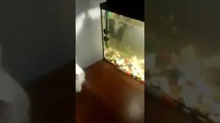 Кот смотрит телевизор с новыми артистами.