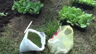 Посадка табака в открытый грунт 27.04.2019г.