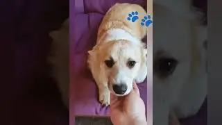 В питомнике продается щенок сука вельш корги пемброк. Рождена 9.02.2021 г.