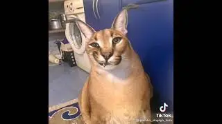 шлепа большой русский кот улыбается
