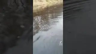 Щука! Вот ето емоции)😀 Рыбалка #shorts #ПОДПИШИСЬ || ТОЛЬКО РЫБАКАМ