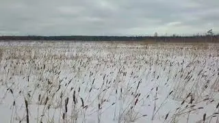 #Сибирские