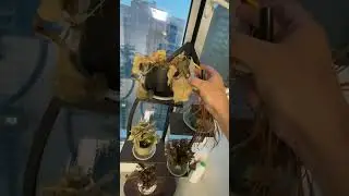 Новая хата #zubarefff #зубарев #юмор #china #прикол