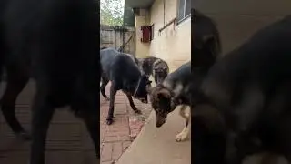 Dogs Eating Peppers?! - My Dogs LOVE Them!! 