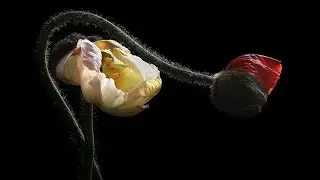 Marketa Irglova and Glen Hansard If You Want Me
