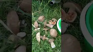 приехали за грибами в лес