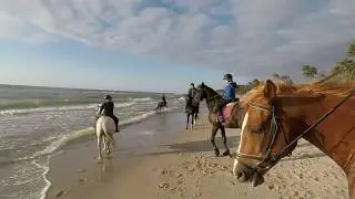Konno po plaży