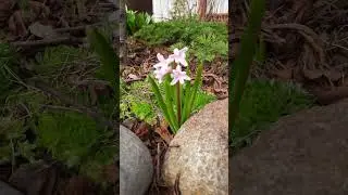 А вы видели такие?🍀 