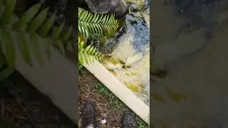 Baby Alligator's First DEATH ROLL