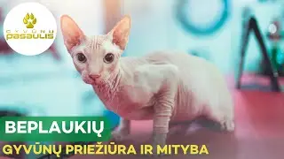 Kuo ypatinga beplaukių augintinių priežiūra ir mityba?