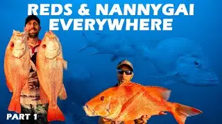 FOUND SPOTS LOADED | BUNKER GROUP | Nannygai, Red Emperor, Goldband | Wicked Underwater footage